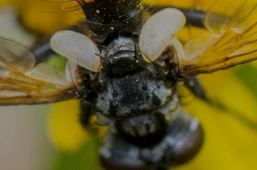 Cylindromyia auriceps